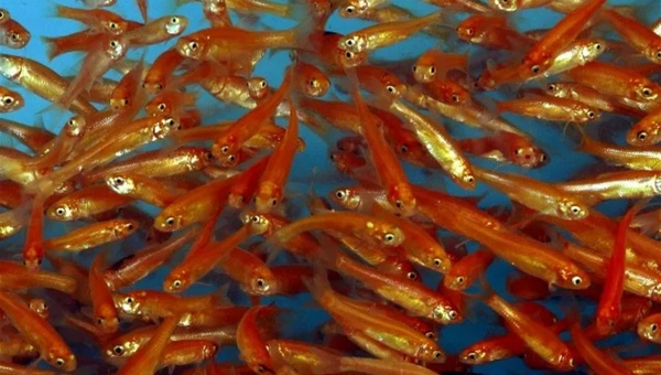 Rosy Red Minnow Behavior & Temperament