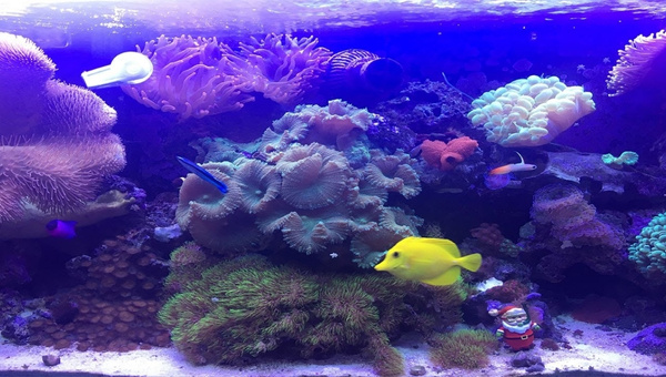 Saltwater Tank