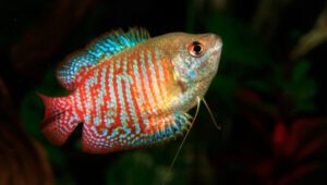 Samurai Gourami