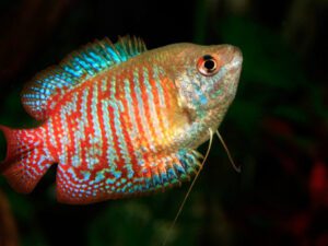 Samurai Gourami