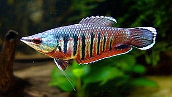 Samurai Gourami Appearance