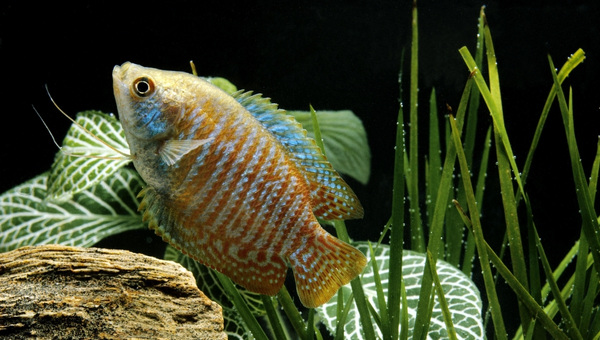 Samurai Gourami Breeding