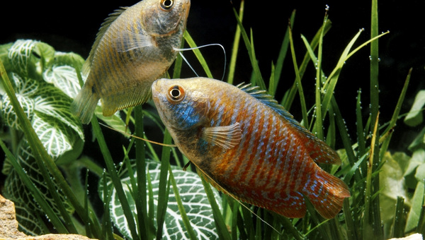 Samurai Gourami Care