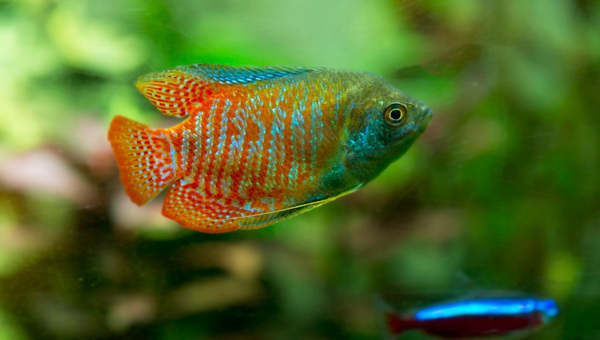 Samurai Gourami Size & Growth Rate