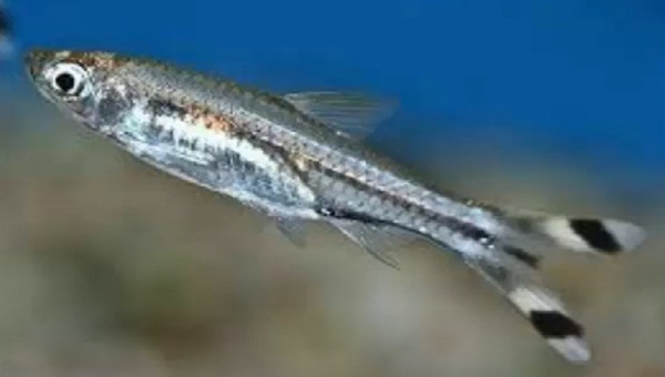 Scissortail Rasbora Appearance