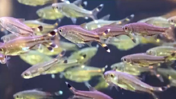 Scissortail Rasbora Breeding