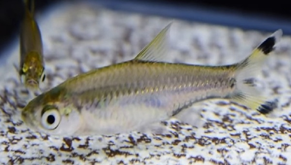 Scissortail Rasbora Care