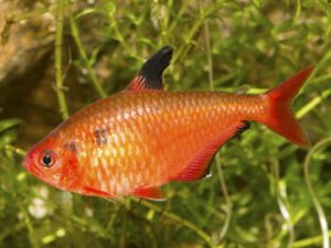 Serpae Tetra
