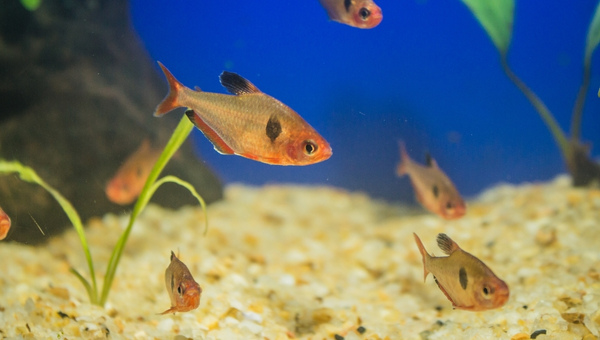 Serpae Tetra Behavior & Temperament