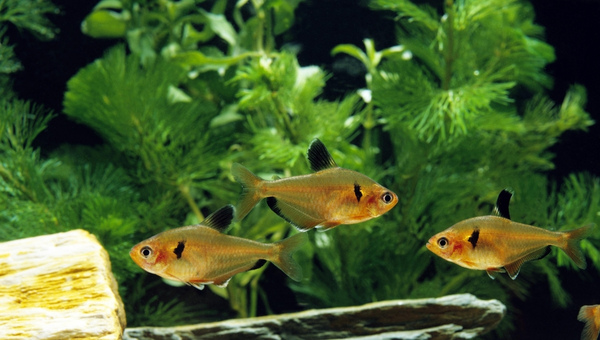 Serpae Tetra Breeding