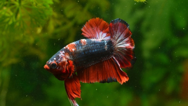 Short-fin Betta