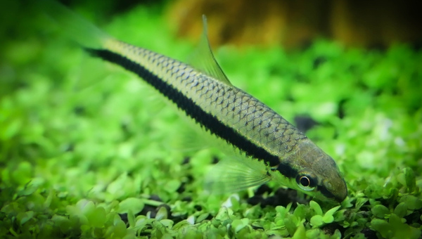 Siamese Algae Eater Behavior & Temperament