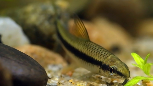 Siamese Algae Eater Breeding