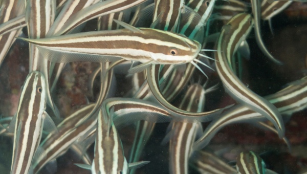 Striped Raphael Catfish Breeding