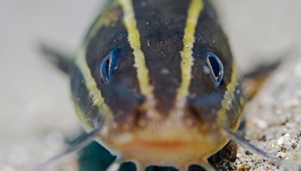 Striped Raphael Catfish Water Parameters