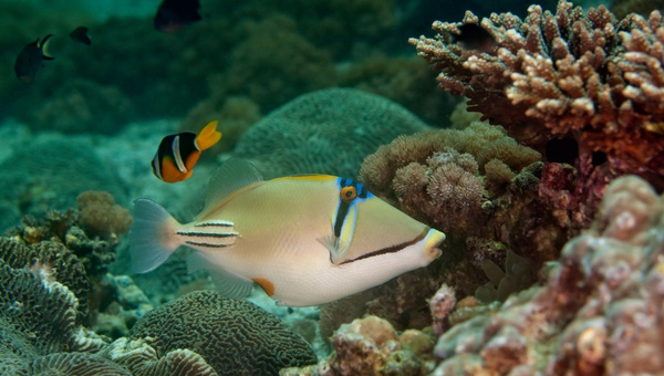 Triggerfish Appearance