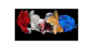 Types Of Betta Fish