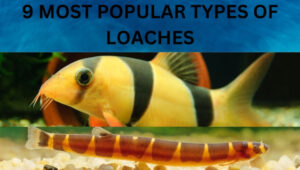 Types Of Loaches