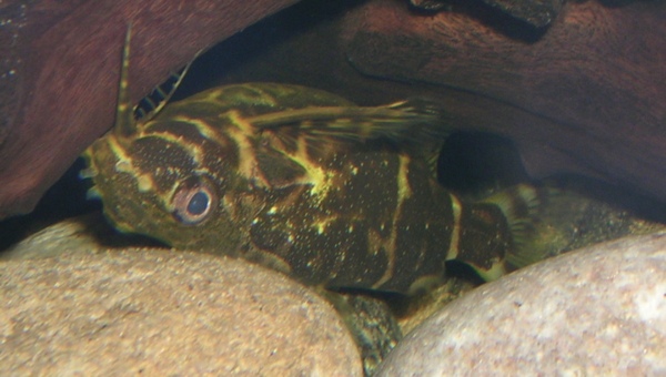 Upside Down Catfish Behavior & Temperament