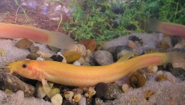 Weather Loach