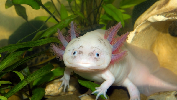 What Makes Axolotl So Special