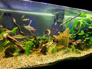 What Size Fish Tank Should I Get
