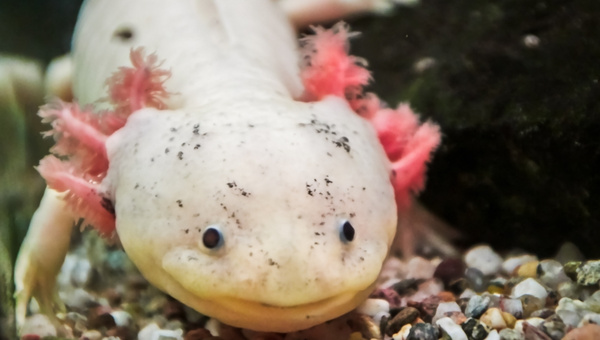 Where Are Axolotl Found In The Wild