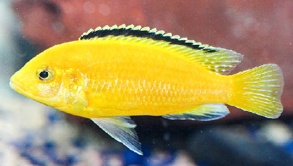 Yellow Lab Cichlid Appearance