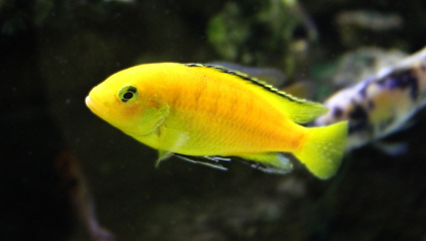 Yellow Lab Cichlid Behavior & Temperament