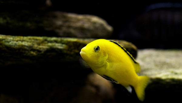 Yellow Lab Cichlid Care