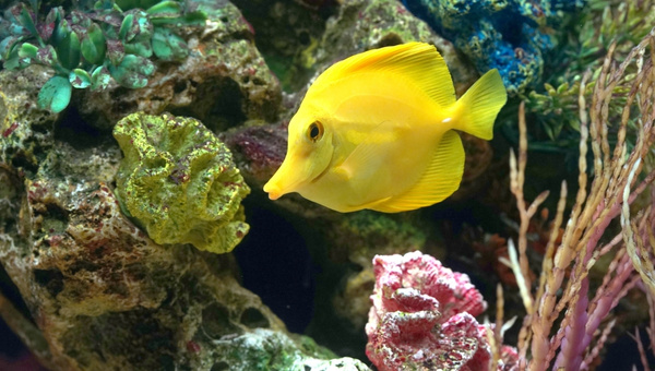 Yellow Tang Summary