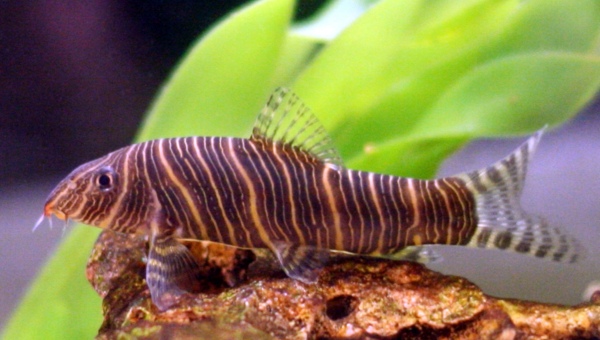 Zebra Loach Appearance