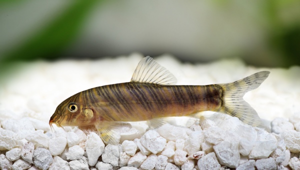 Zebra Loach Behavior & Temperament