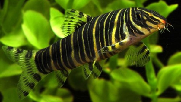 Zebra Loach Breeding