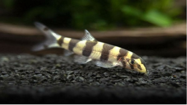 Zebra Loach