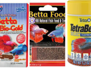 best betta fish food