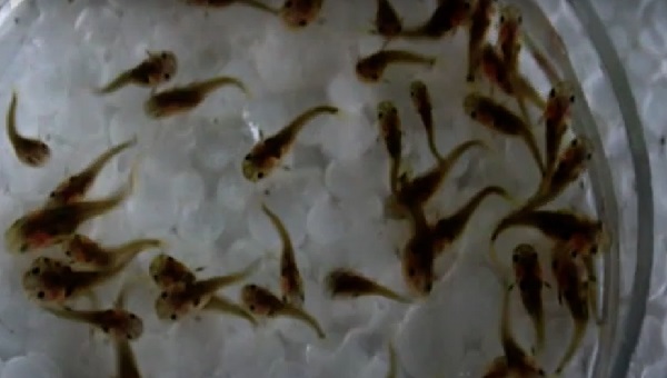 eclipse catfish breeding