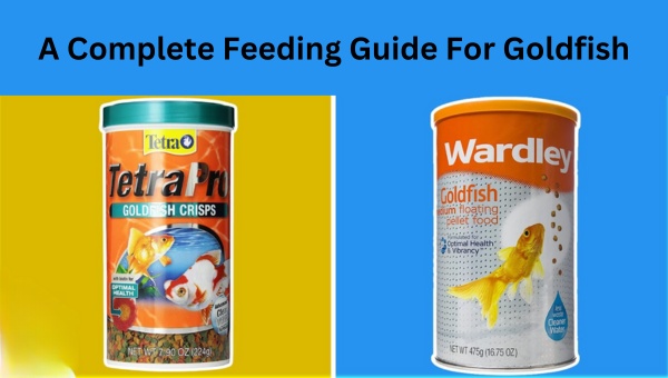 A Complete Feeding Guide For Goldfish