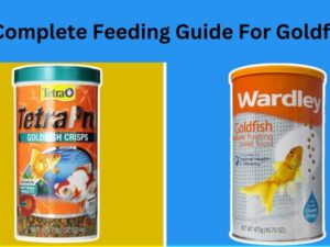 A Complete Feeding Guide For Goldfish