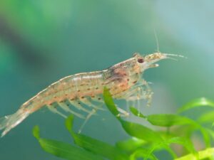 Amano Shrimp