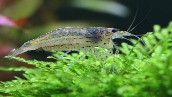 Amano Shrimp Appearance