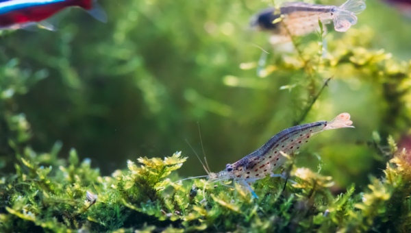 Amano Shrimp Tank mates