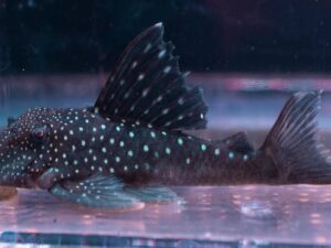 Blue Phantom Pleco
