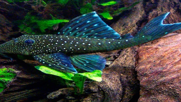 Blue Phantom Pleco Breeding