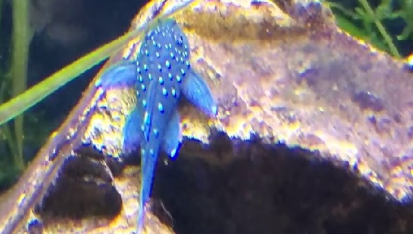 Blue Phantom Pleco Care