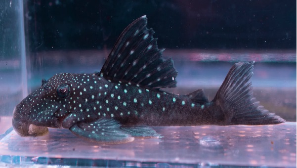 Blue phantom deals pleco care