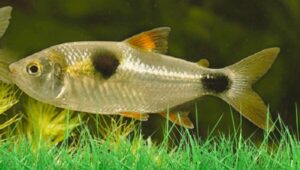 Bucktooth Tetra