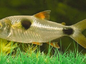 Bucktooth Tetra