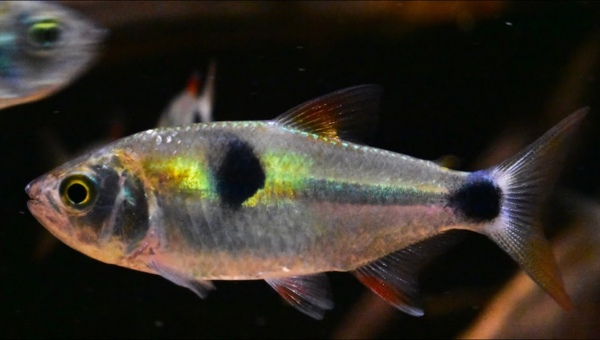 Bucktooth Tetra Appearance