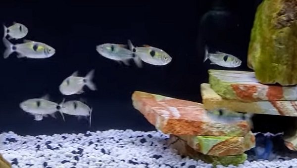 Bucktooth Tetra Behavior